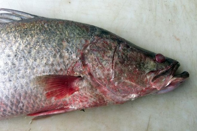 Barramundi from Gladstone had displayed red patches © SW